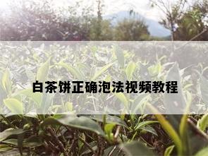 白茶饼正确泡法视频教程