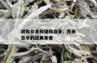 政和白茶和建阳白茶：传承百年的经典茶香