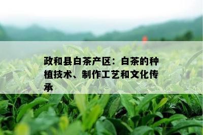 政和县白茶产区：白茶的种植技术、制作工艺和文化传承