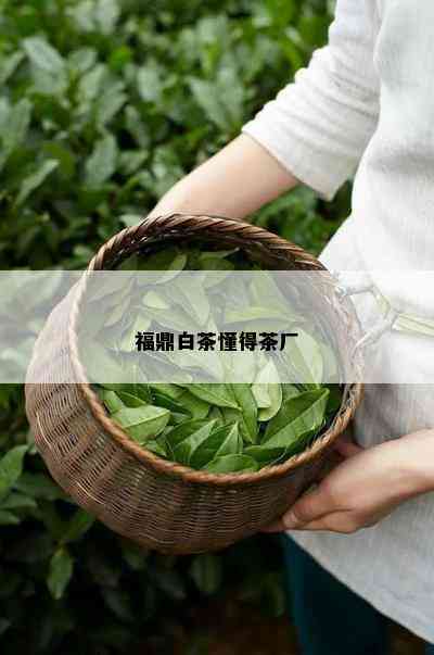 福鼎白茶懂得茶厂