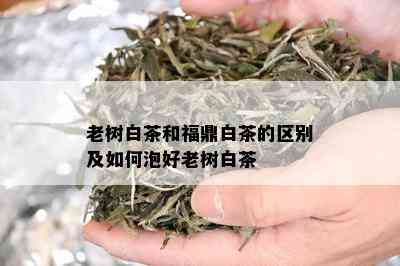 老树白茶和福鼎白茶的区别及如何泡好老树白茶