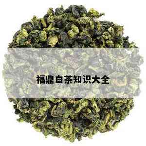 福鼎白茶知识大全