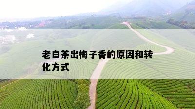 老白茶出梅子香的原因和转化方式