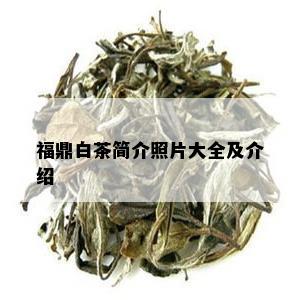 福鼎白茶简介照片大全及介绍