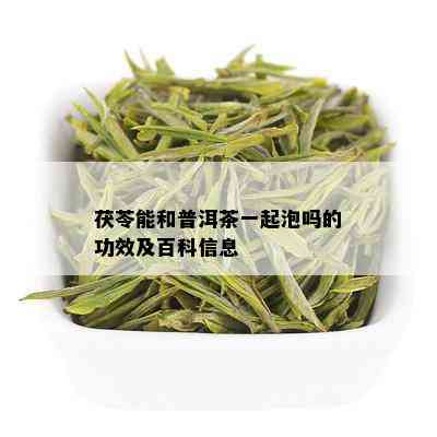 茯苓能和普洱茶一起泡吗的功效及百科信息