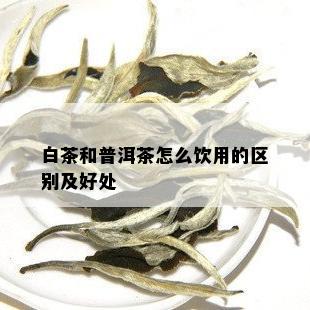 白茶和普洱茶怎么饮用的区别及好处