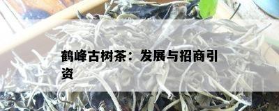 鹤峰古树茶：发展与招商引资