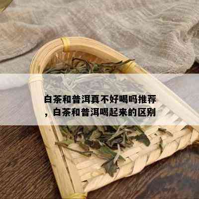 白茶和普洱真不好喝吗推荐，白茶和普洱喝起来的区别