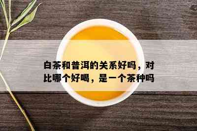 白茶和普洱的关系好吗，对比哪个好喝，是一个茶种吗