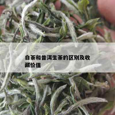 白茶和普洱生茶的区别及收藏价值