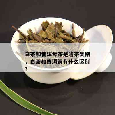 白茶和普洱母茶是啥茶类别，白茶和普洱茶有什么区别?