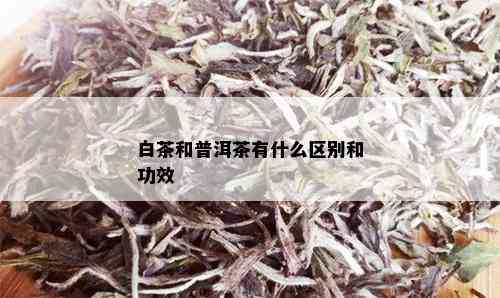 白茶和普洱茶有什么区别和功效