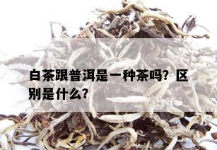 白茶跟普洱是一种茶吗？区别是什么？