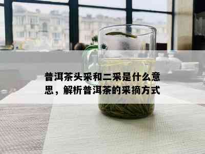 普洱茶头采和二采是什么意思，解析普洱茶的采摘方式