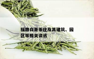 福鼎白茶茶庄及其建筑、园区等相关资讯