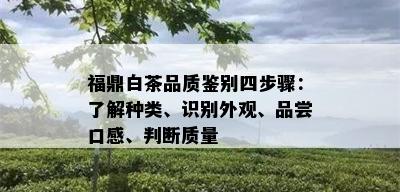 福鼎白茶品质鉴别四步骤：了解种类、识别外观、品尝口感、判断质量