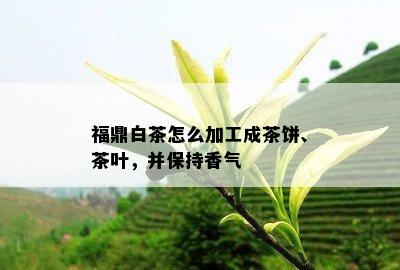 福鼎白茶怎么加工成茶饼、茶叶，并保持香气