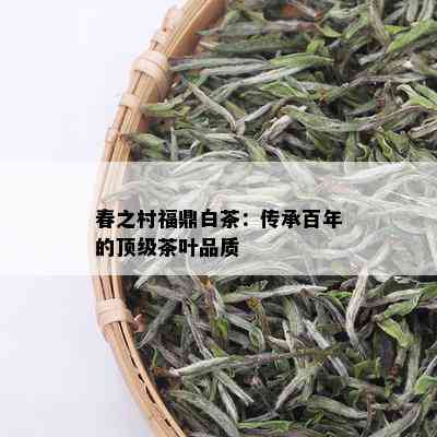 春之村福鼎白茶：传承百年的顶级茶叶品质