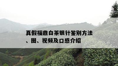 真假福鼎白茶银针鉴别方法、图、视频及口感介绍