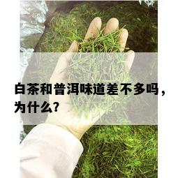 白茶和普洱味道差不多吗，为什么？