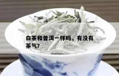 白茶和普洱一样吗，有没有茶气？