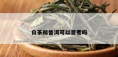 白茶和普洱可以混煮吗