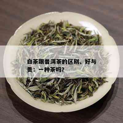 白茶跟普洱茶的区别、好与贵：一种茶吗？