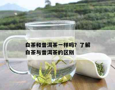 白茶和普洱茶一样吗？了解白茶与普洱茶的区别