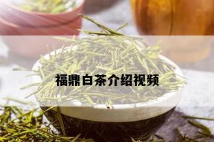 福鼎白茶介绍视频