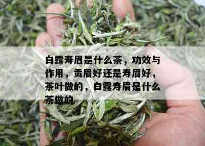 白露寿眉是什么茶，功效与作用，贡眉好还是寿眉好，茶叶做的，白露寿眉是什么茶做的