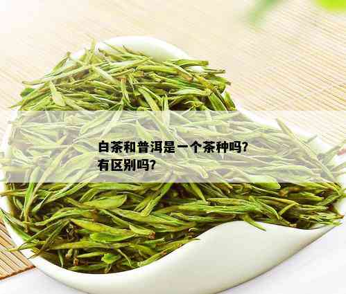 白茶和普洱是一个茶种吗？有区别吗？