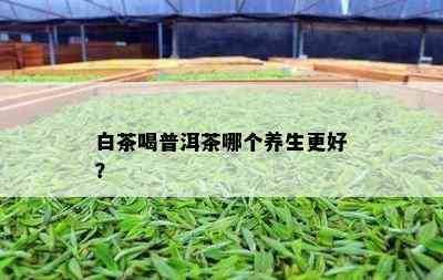 白茶喝普洱茶哪个养生更好？