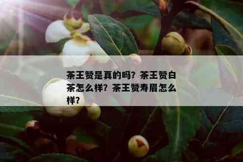 茶王赞是真的吗？茶王赞白茶怎么样？茶王赞寿眉怎么样？