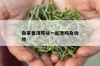 白茶普洱可以一起泡吗及功效