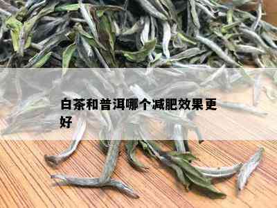 白茶和普洱哪个减肥效果更好