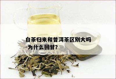 白茶归来和普洱茶区别大吗-为什么回甘？