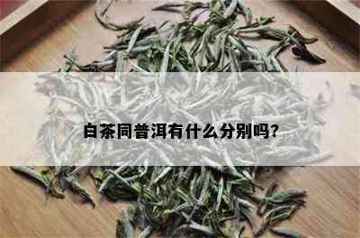 白茶同普洱有什么分别吗?