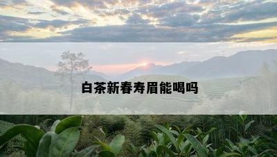 白茶新春寿眉能喝吗