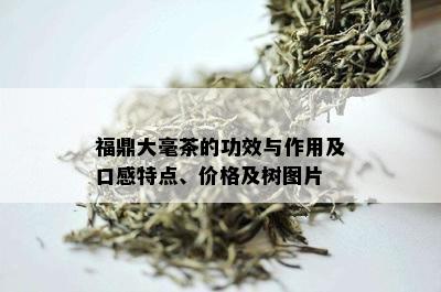 福鼎大毫茶的功效与作用及口感特点、价格及树图片