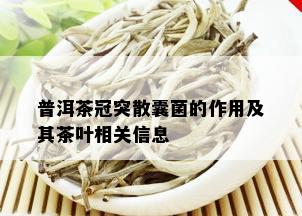 普洱茶冠突散囊菌的作用及其茶叶相关信息