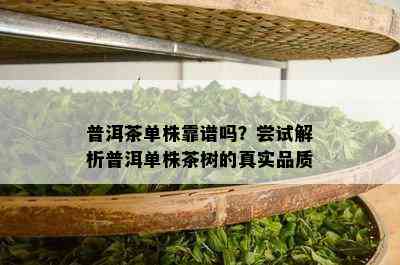 普洱茶单株靠谱吗？尝试解析普洱单株茶树的真实品质