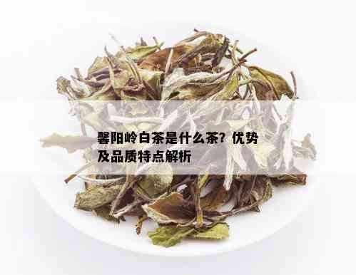 馨阳岭白茶是什么茶？优势及品质特点解析