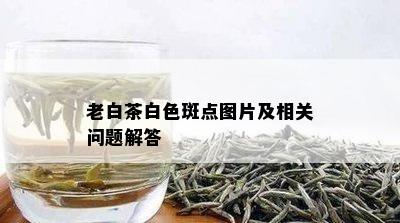 老白茶白色斑点图片及相关问题解答