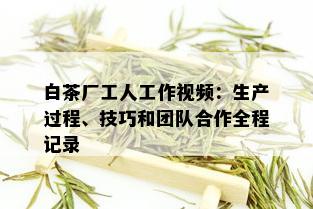 白茶厂工人工作视频：生产过程、技巧和团队合作全程记录