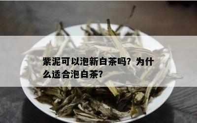 紫泥可以泡新白茶吗？为什么适合泡白茶？