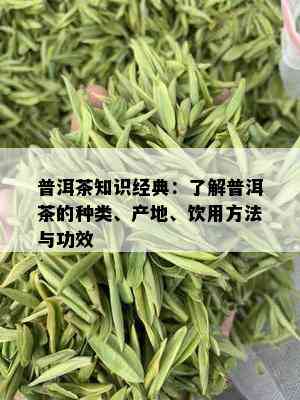 普洱茶知识经典：了解普洱茶的种类、产地、饮用方法与功效