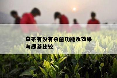 白茶有没有杀菌功能及效果与绿茶比较