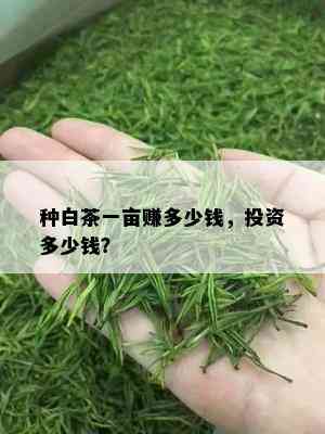 种白茶一亩赚多少钱，投资多少钱？