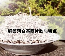 铜箐河白茶图片欣与特点