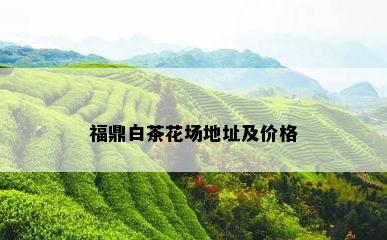 福鼎白茶花场地址及价格